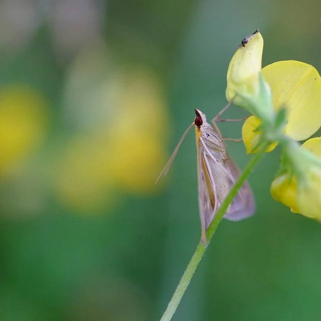 Sitochroa verticalis - világossárga dudvamoly