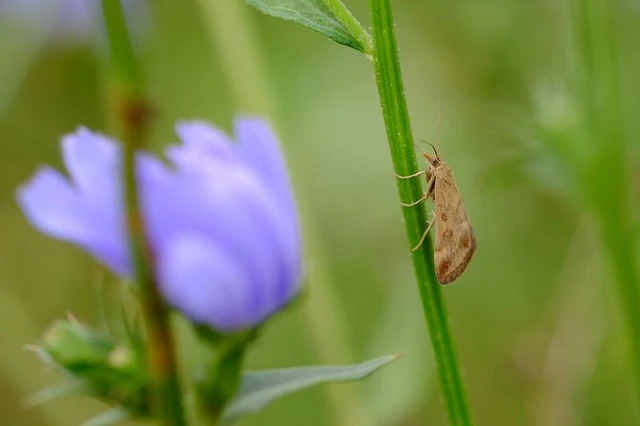 Pyrausta despicata - réti bíbormoly
