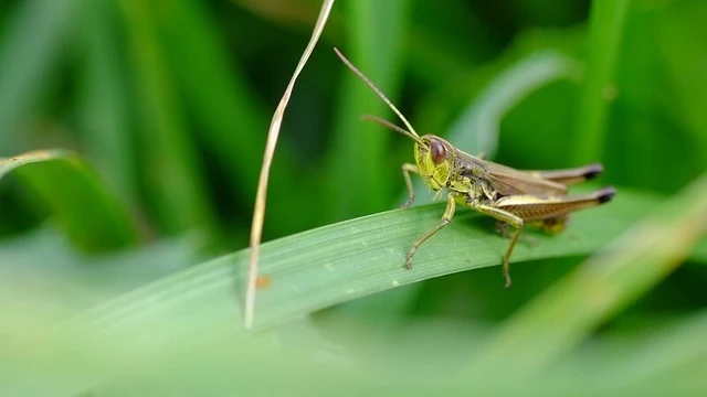 Pseudochorthippus parallelus - közönséges rétisáska