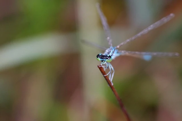 Ischnura