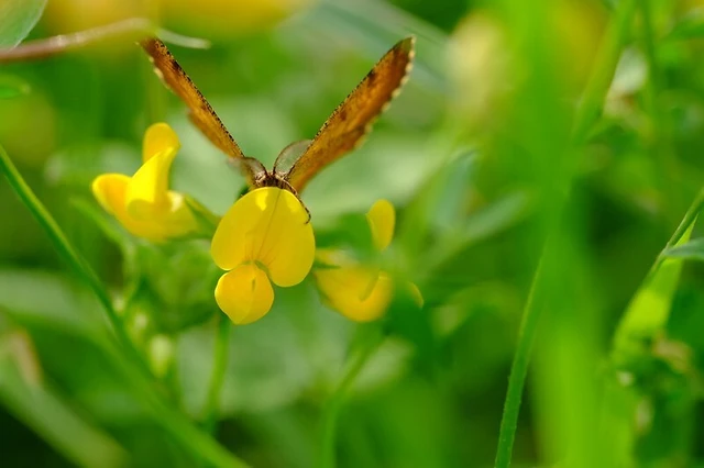 Ematurga atomaria - barna rétiaraszoló