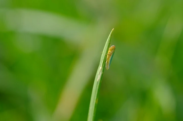Cicadella viridis - méregzöld kabóca