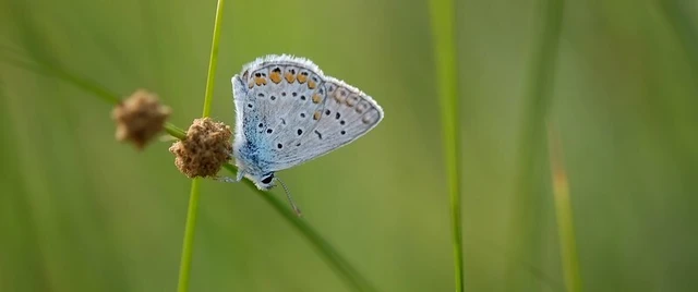 Polyommatus icarus - közönséges boglárka