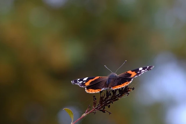 Vanessa atalanta - atalantalepke