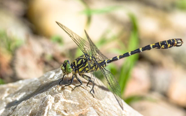 Onychogomphus forcipatus - gyűrűs folyami-szitakötő
