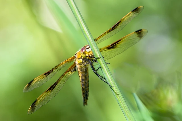 Libellula quadrimaculata - négyfoltos laposacsa