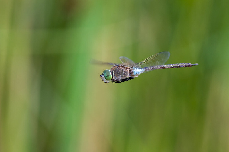 Anax parthenope - barna óriásacsa