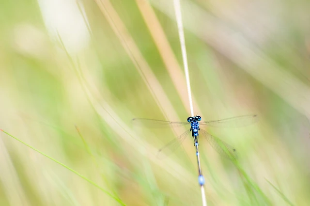 Coenagrion pulchellum - karcsú légivadász