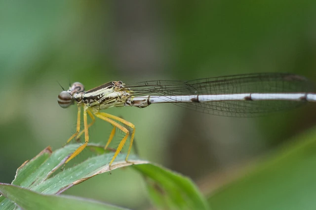 Copera marginipes