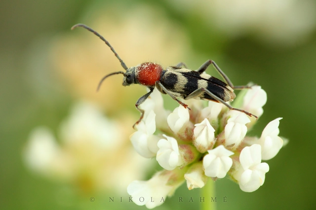 Chlorophorus hungaricus - magyar darázscincér
