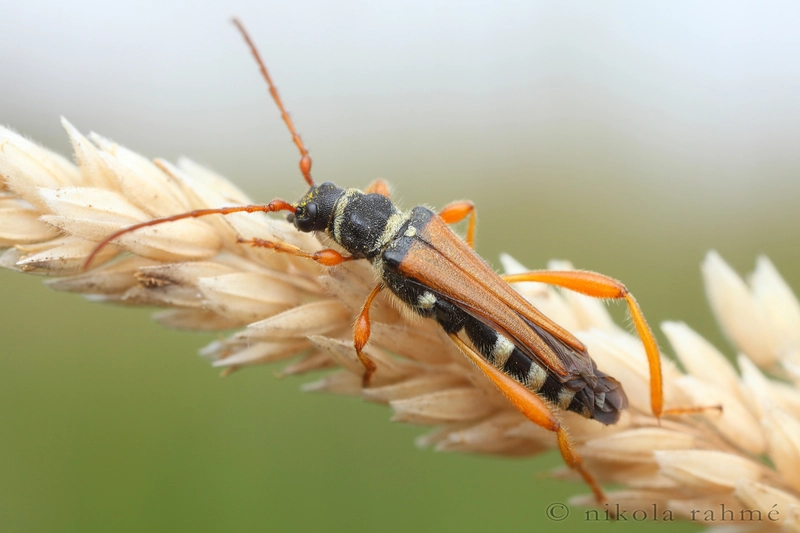 Stenopterus flavicornis - sárgacsápú keskenyfedőscincér