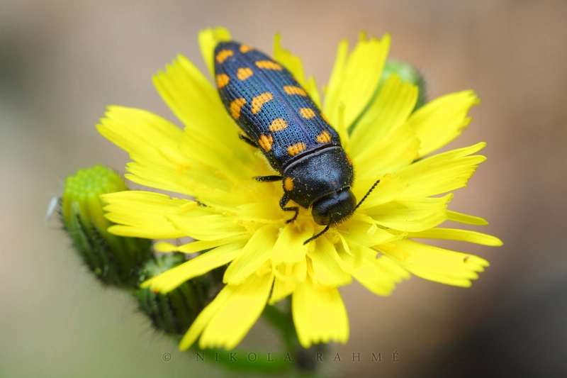 Acmaeodera degener - sárgafoltos zömökdíszbogár