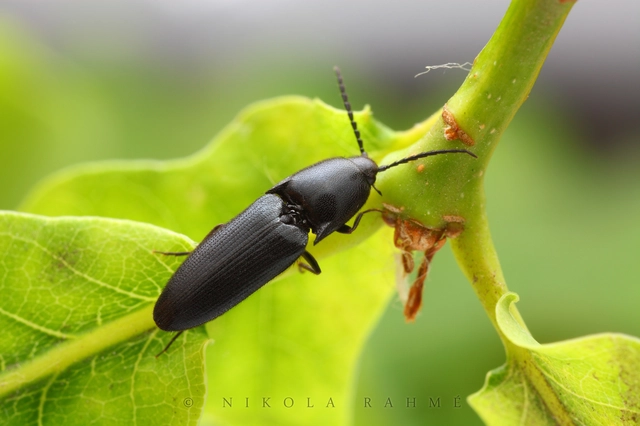 Podeonius acuticornis - fűrészescsápú pattanó