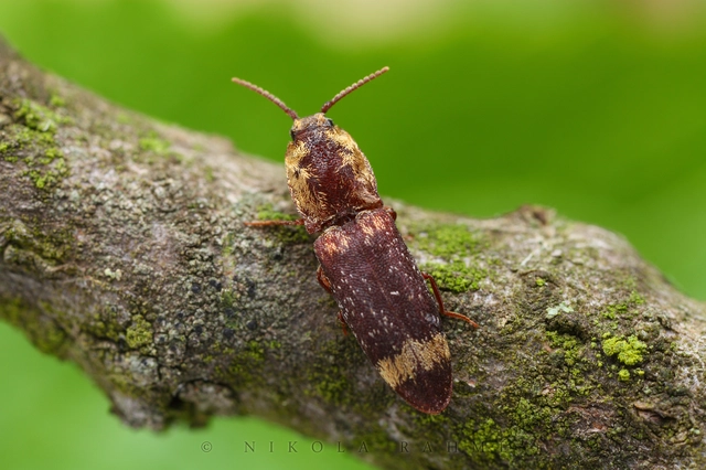 Lacon querceus - tarka pikkelyespattanó