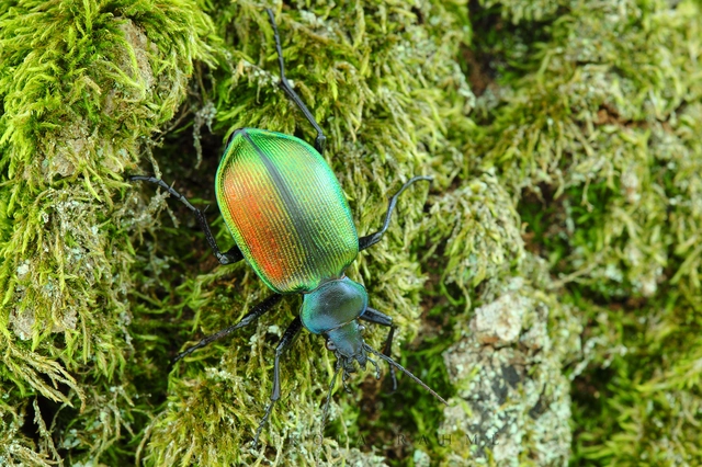 Calosoma sycophanta - aranyos bábrabló