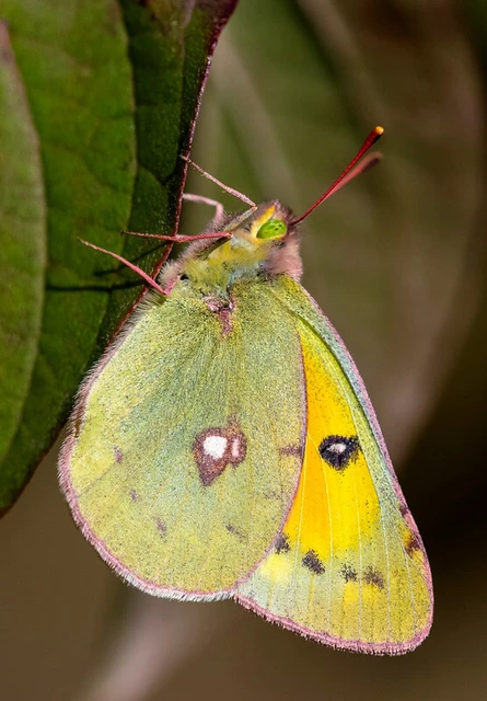 Colias chrysotheme - dolomit-kéneslepke