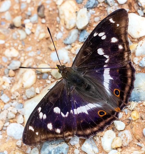 Apatura iris - nagy színjátszólepke