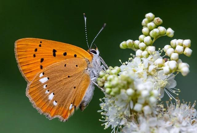 Lycaena virgaureae - arany-tűzlepke