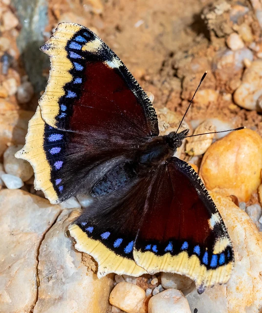 Nymphalis antiopa - gyászlepke