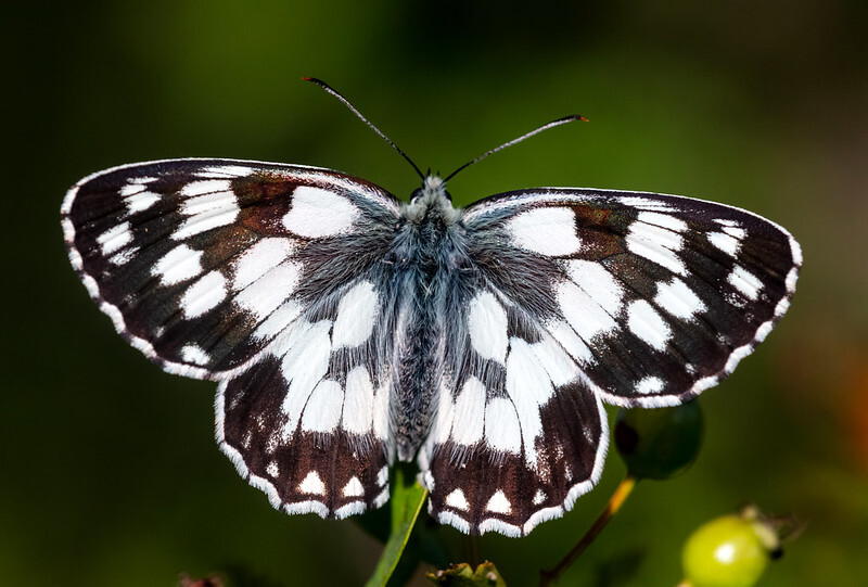 Melanargia galathea - sakktáblalepke
