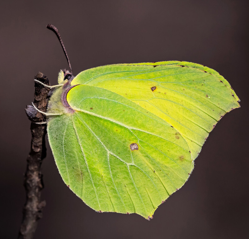 Gonepteryx rhamni - citromlepke