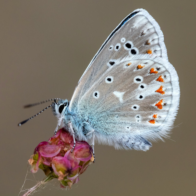 Polyommatus dorylas - fénylő boglárka
