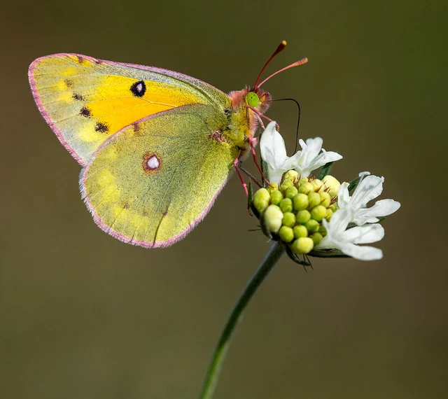 Colias chrysotheme - dolomit-kéneslepke