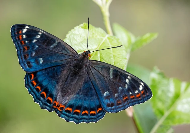Limenitis populi - nagy nyárfalepke