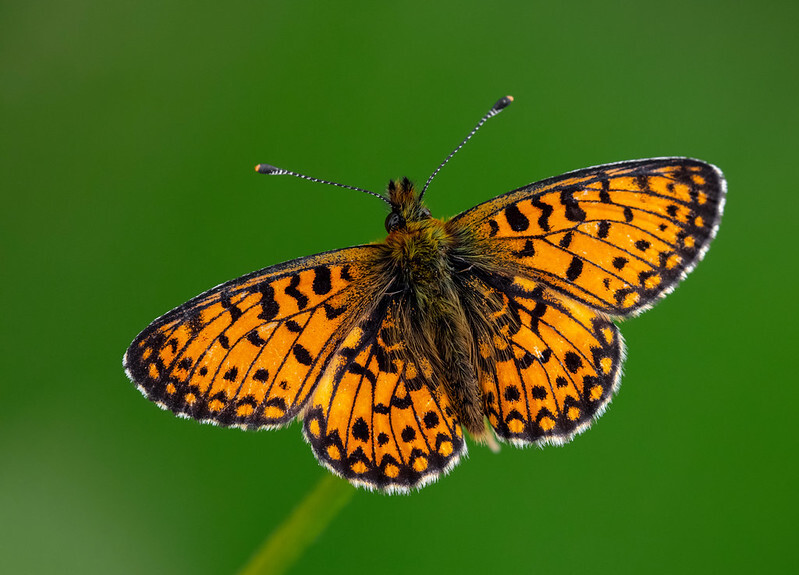 Boloria selene - fakó gyöngyházlepke