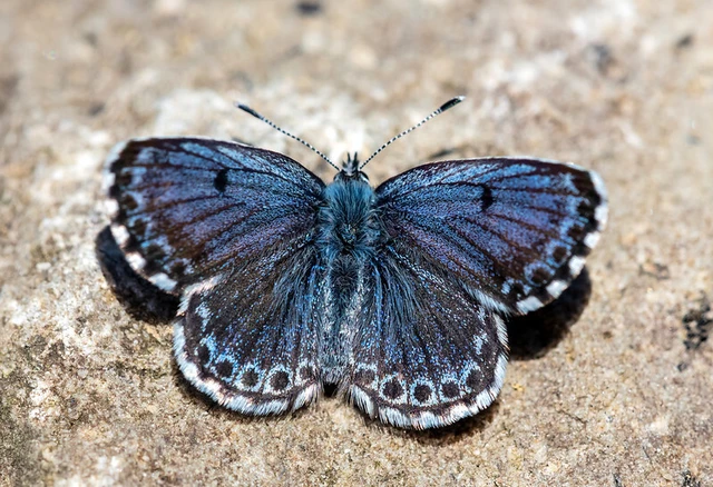 Scolitantides orion - szemes boglárka