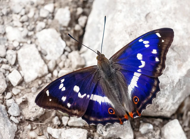Apatura iris - nagy színjátszólepke
