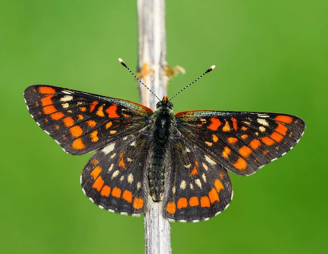 Euphydryas maturna - díszes tarkalepke