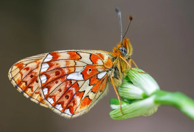 Boloria euphrosyne - árvácska-gyöngyházlepke