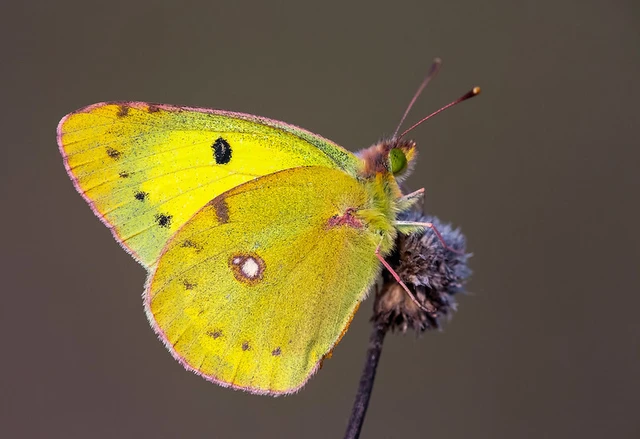 Colias erate - csángó-kéneslepke