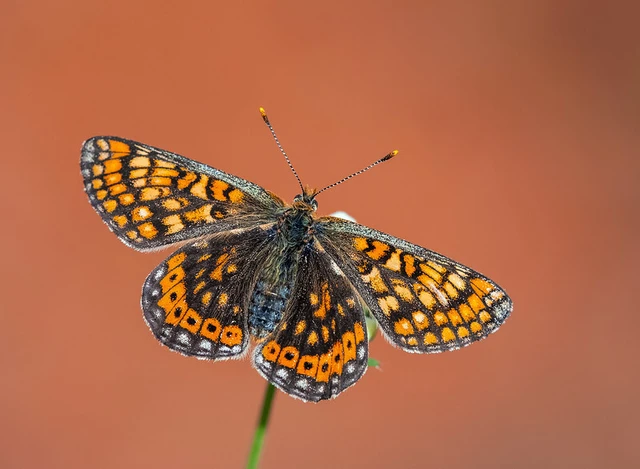 Euphydryas aurinia - lápi tarkalepke