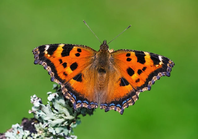 Nymphalis xanthomelas - vörös rókalepke