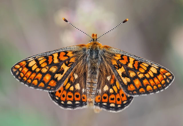 Euphydryas aurinia - lápi tarkalepke