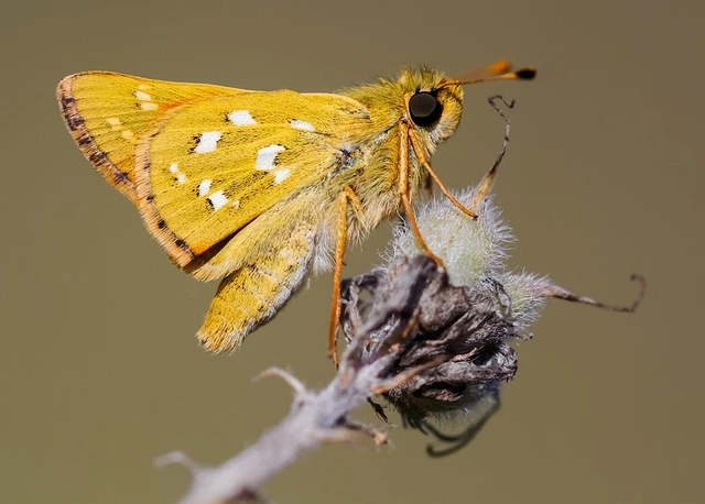 Hesperia comma - vesszős busalepke