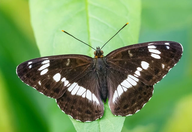 Limenitis camilla - kis lonclepke