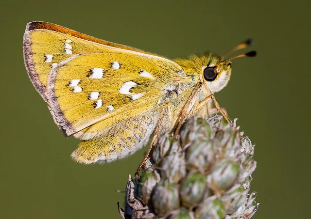 Hesperia comma - vesszős busalepke