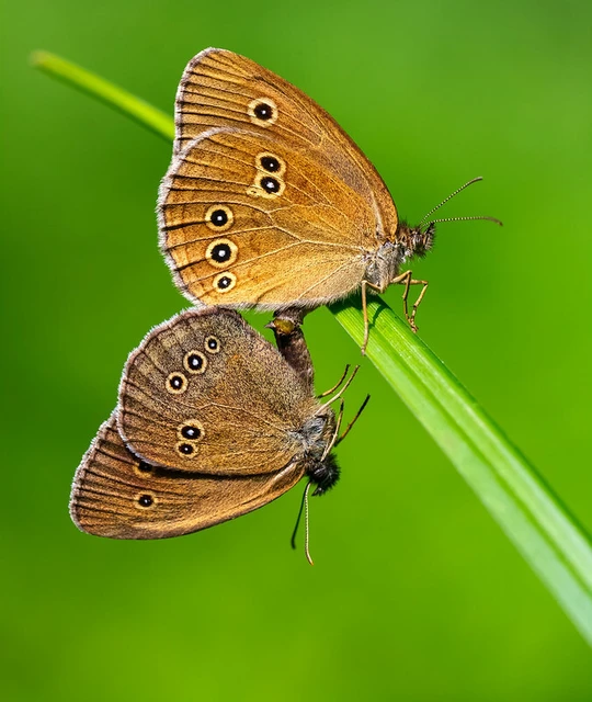 Aphantopus hyperanthus - közönséges ökörszemlepke