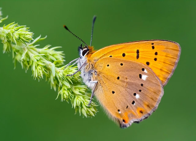 Lycaena virgaureae - arany-tűzlepke