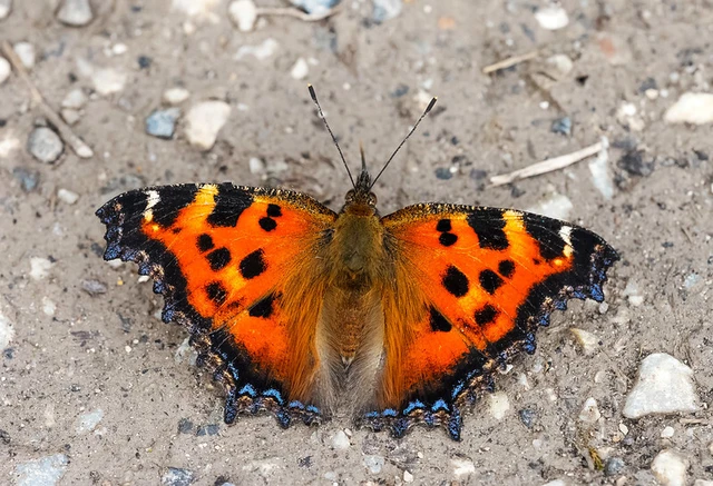 Nymphalis xanthomelas - vörös rókalepke
