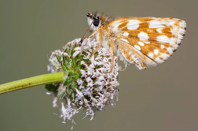 Spialia orbifer - törpe busalepke