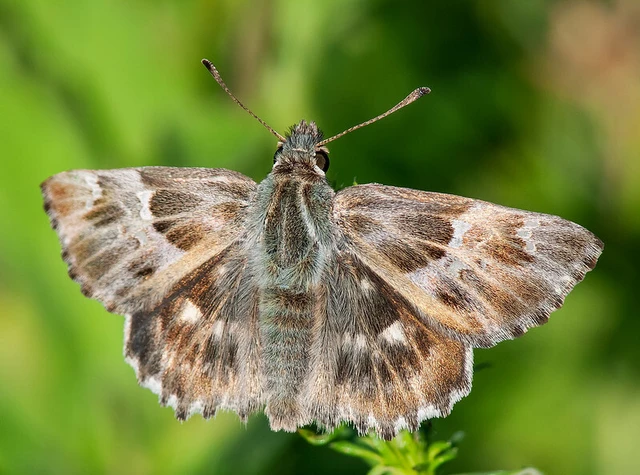 Carcharodus floccifera - pemetefű-busalepke