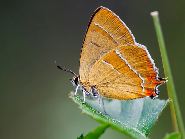 Thecla betulae - nyírfalepke