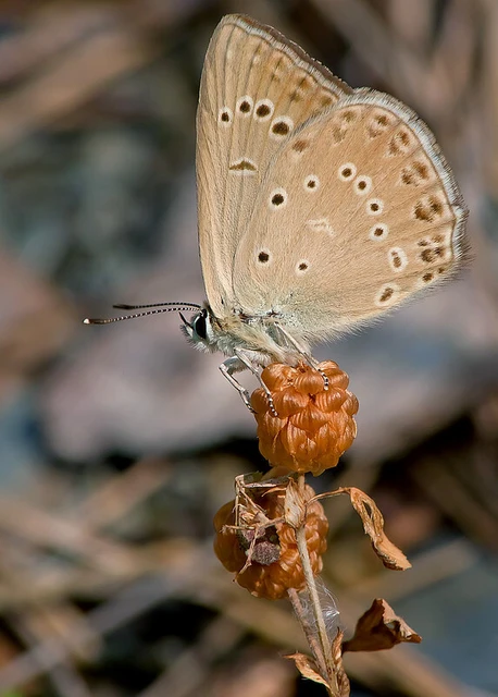 Polyommatus admetus - bundás boglárka