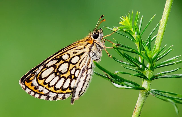 Heteropterus morpheus - tükrös busalepke