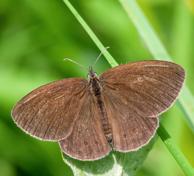 Coenonympha oedippus - ezüstsávos szénalepke