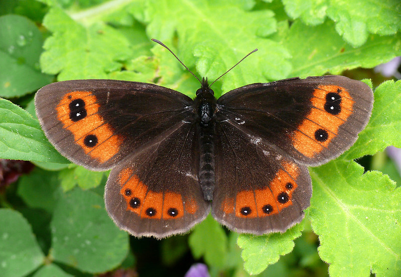 Erebia aethiops - közönséges szerecsenlepke